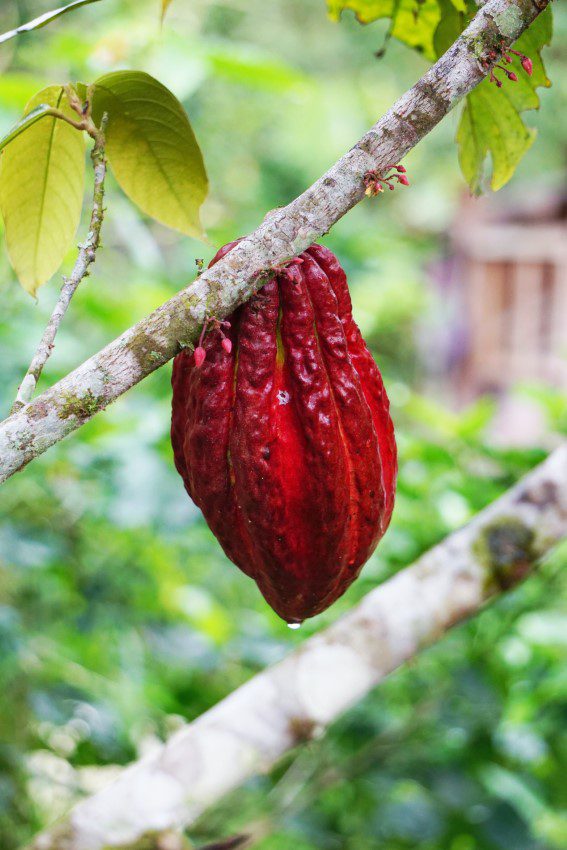 Savon naturel artisanal à base de beurre de cacao biologique, France