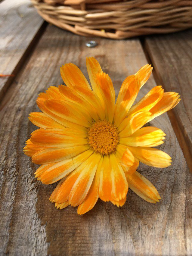 Savon naturel artisanal à base de Calendula officinalis, France