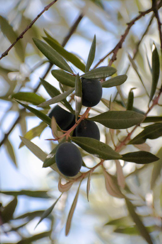 Savon naturel artisanal à base d'huile d'olive biologique, France