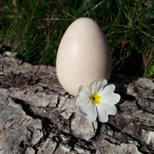 Savon en forme d'oeuf, au beurre de cacao